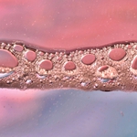 Co se děje na hladině