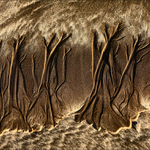 Zátoka starých buků