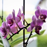 Orchidee