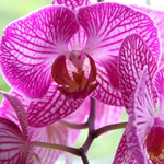 Orchidee