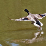 baletní