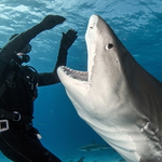 Nakonec to vysoké "C" dal...