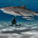 Tiger Shark Meditation