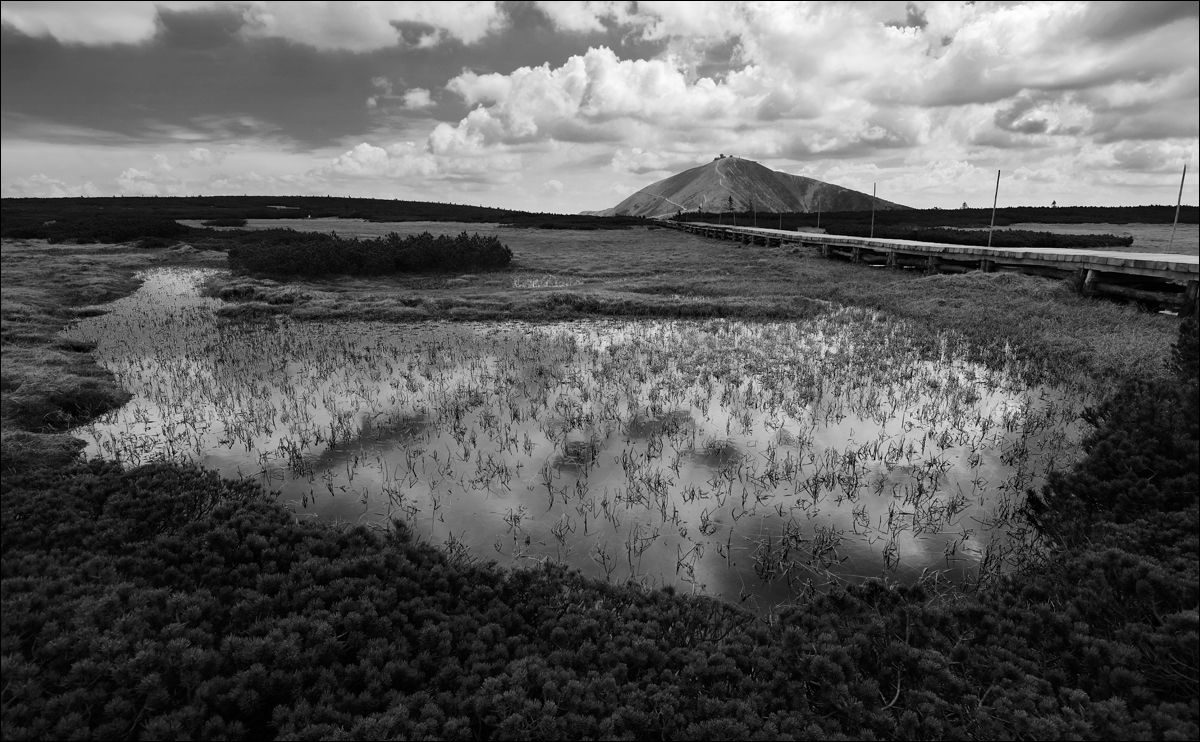 Úpská rašeliniště