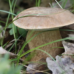 jsou červiví ,ale vyskakují