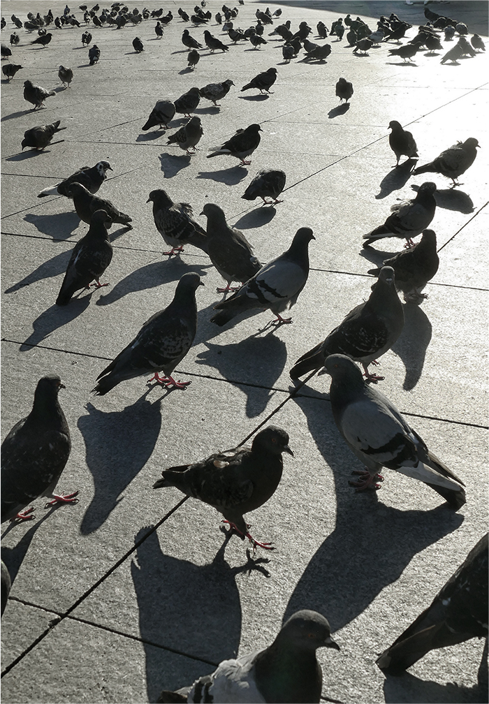 holubi, holubi, holubi...