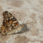babočková