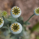 makové