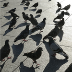 holubi, holubi, holubi...