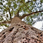 Až nahoru ke korunám..