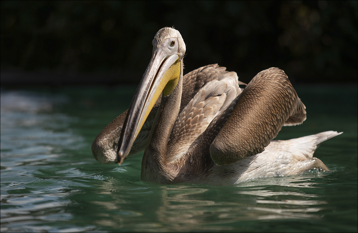 Pelikán skvrnozobý