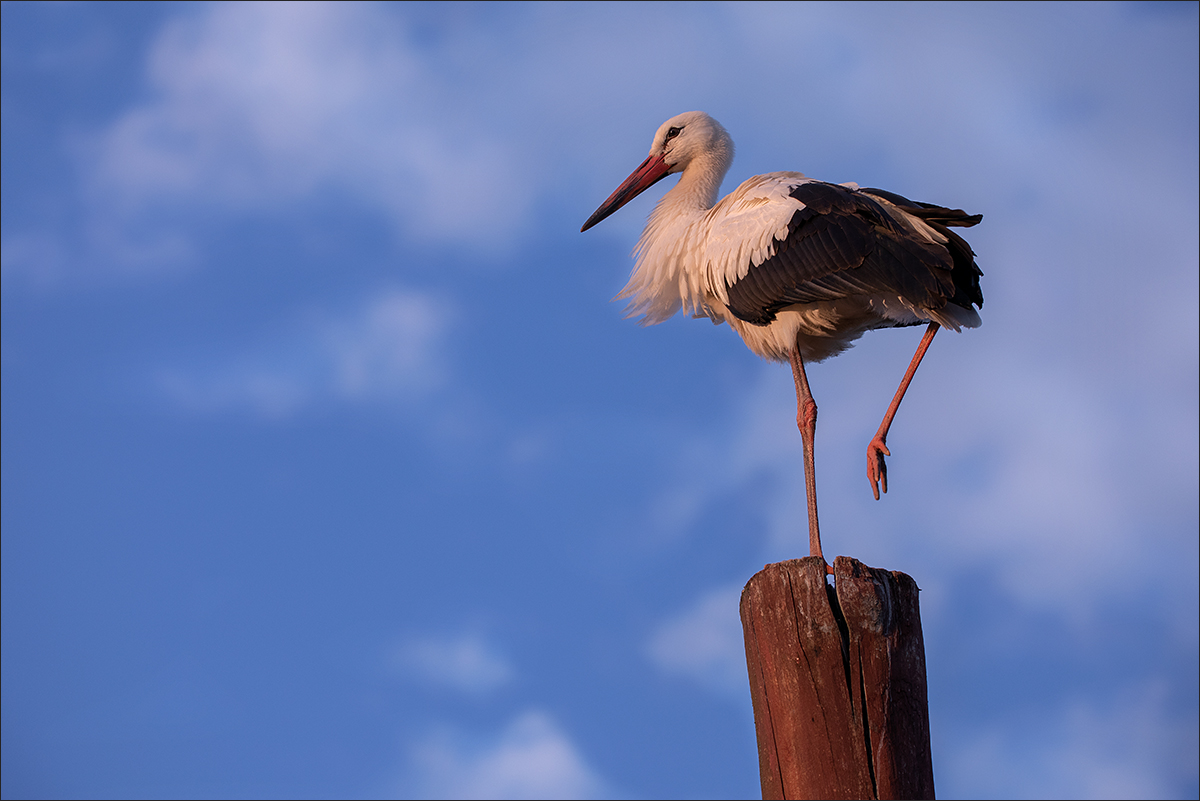 Z čapí perspektivy