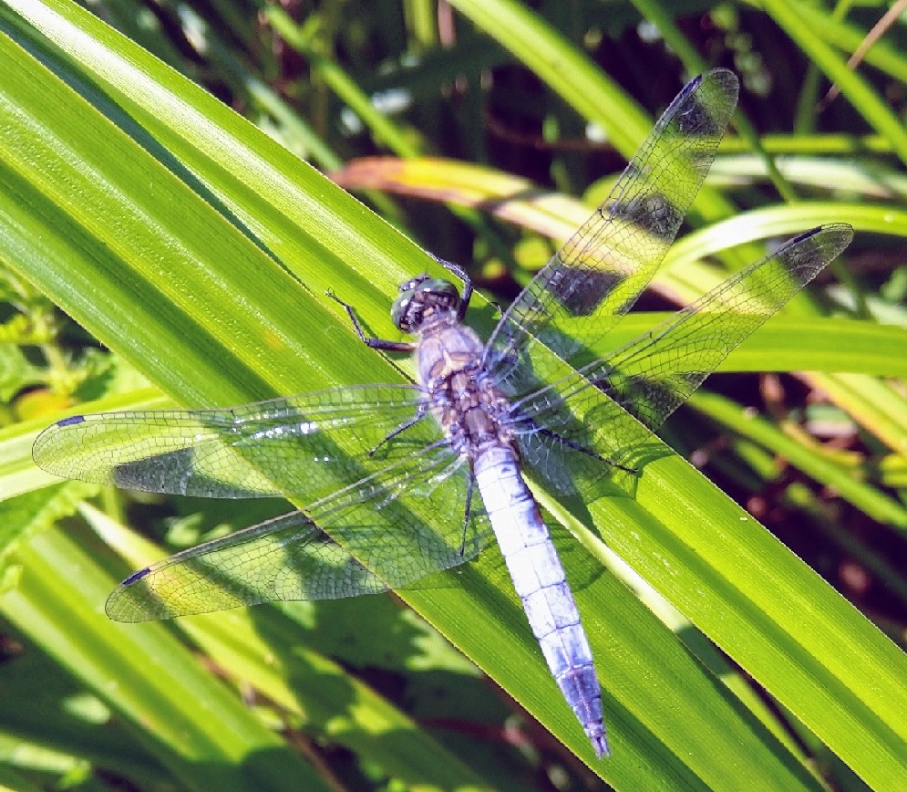 Dragonfly