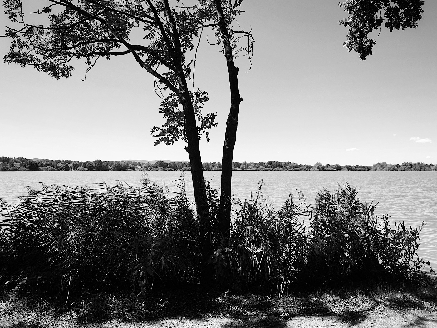 Rybník