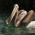 Pelikán skvrnozobý