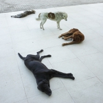 Tskaltubo, taky konečná