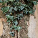 břečťan nic neřešící