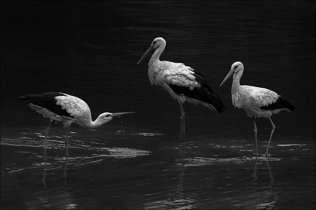 V čapí společnosti