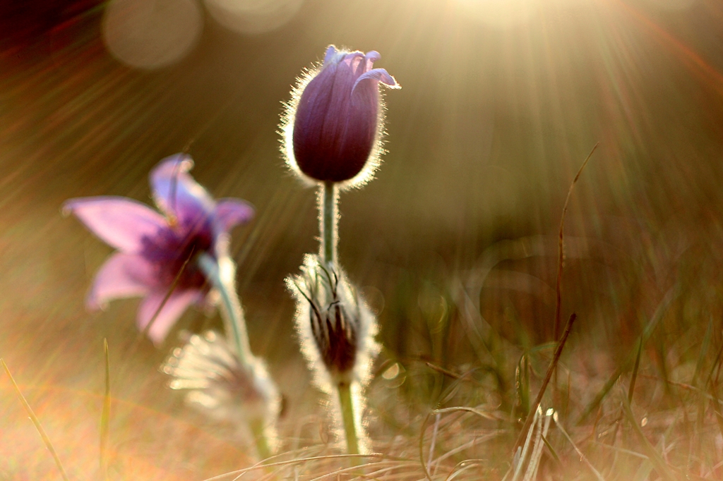 Pulsatilla slavica