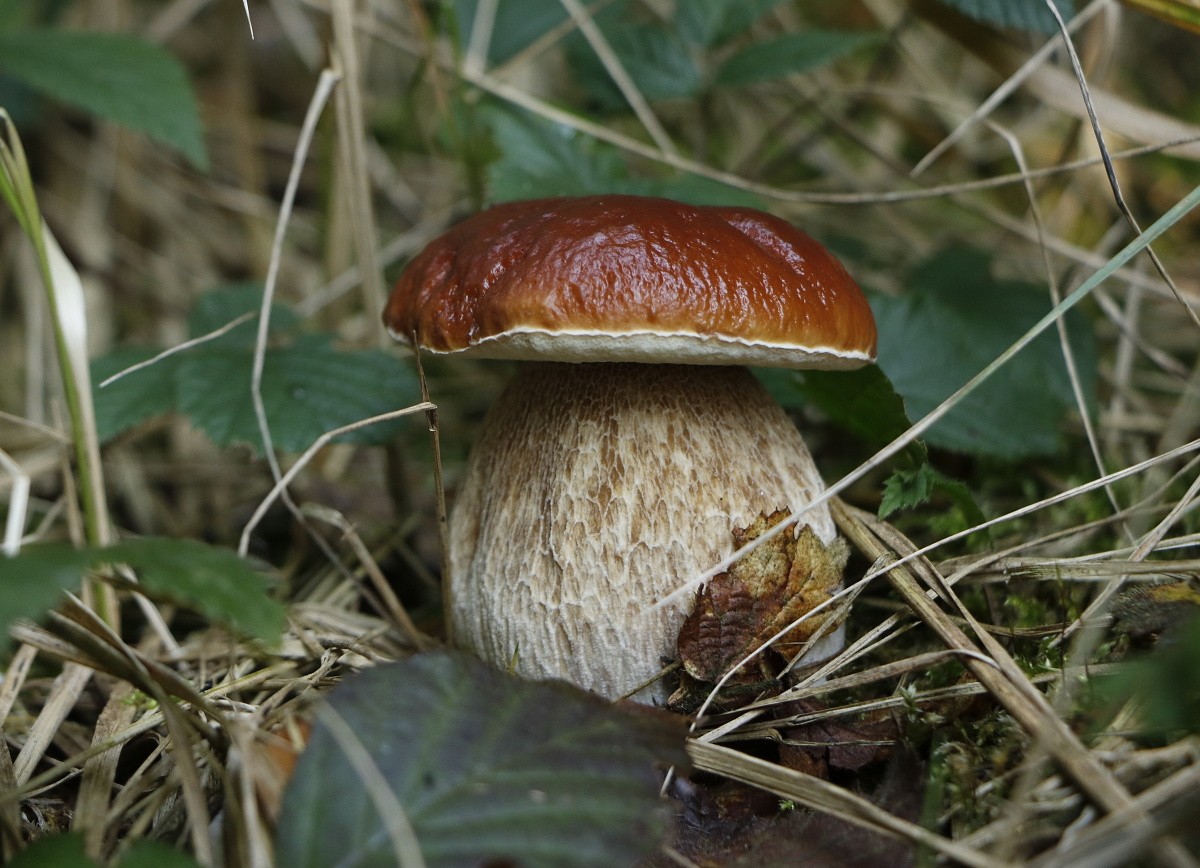 hřibové3