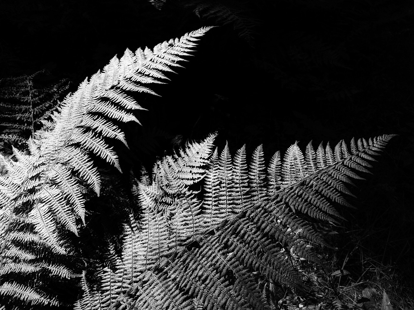 Stříbrné kapradí