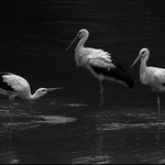 V čapí společnosti