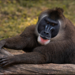 Dril černolící - alfa samec