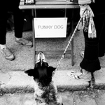 Funky dog