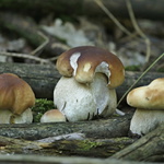 hřibové