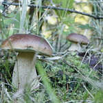 hřibové2