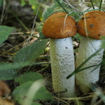 křemenáčci