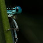 Šidélko páskované