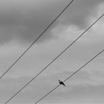 Lepší upřímná samota, než falešná společnost.