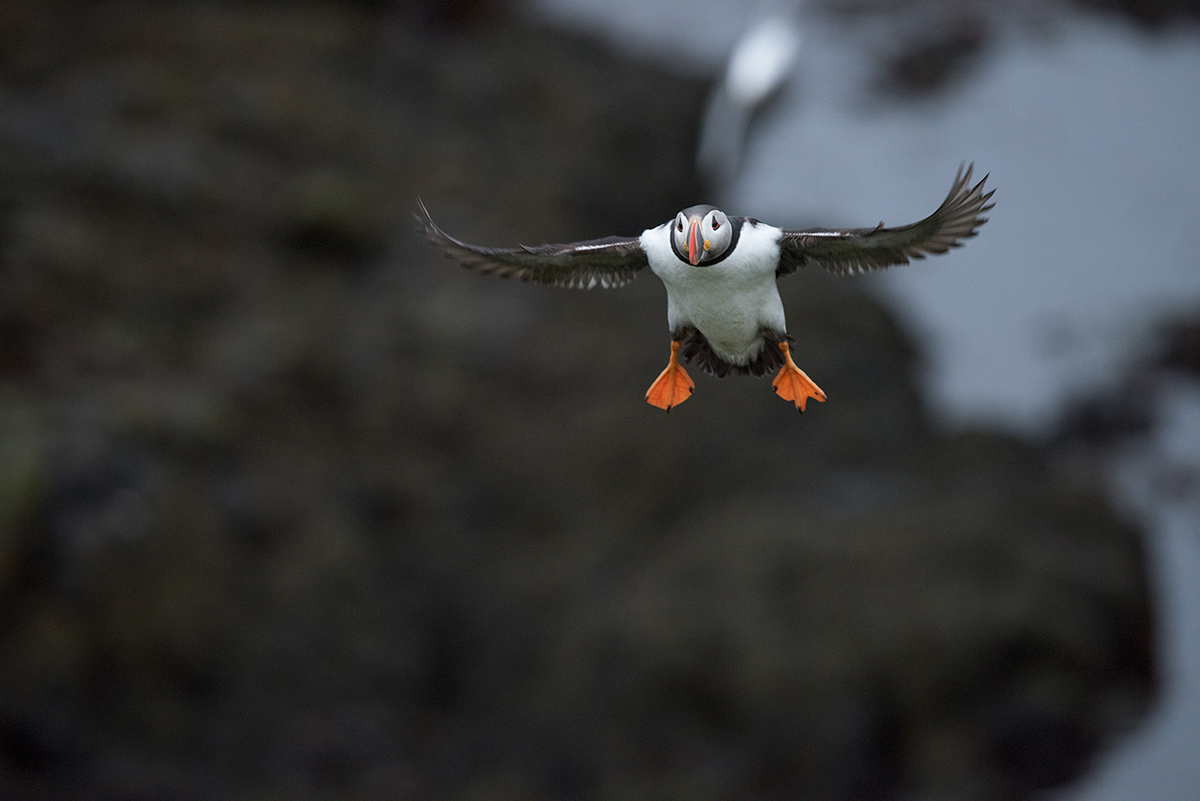 ..podvozek vysunut, zajištěn..