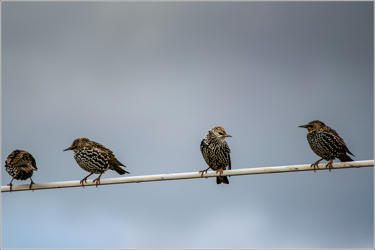 "Taky Ti je taková kosa?"