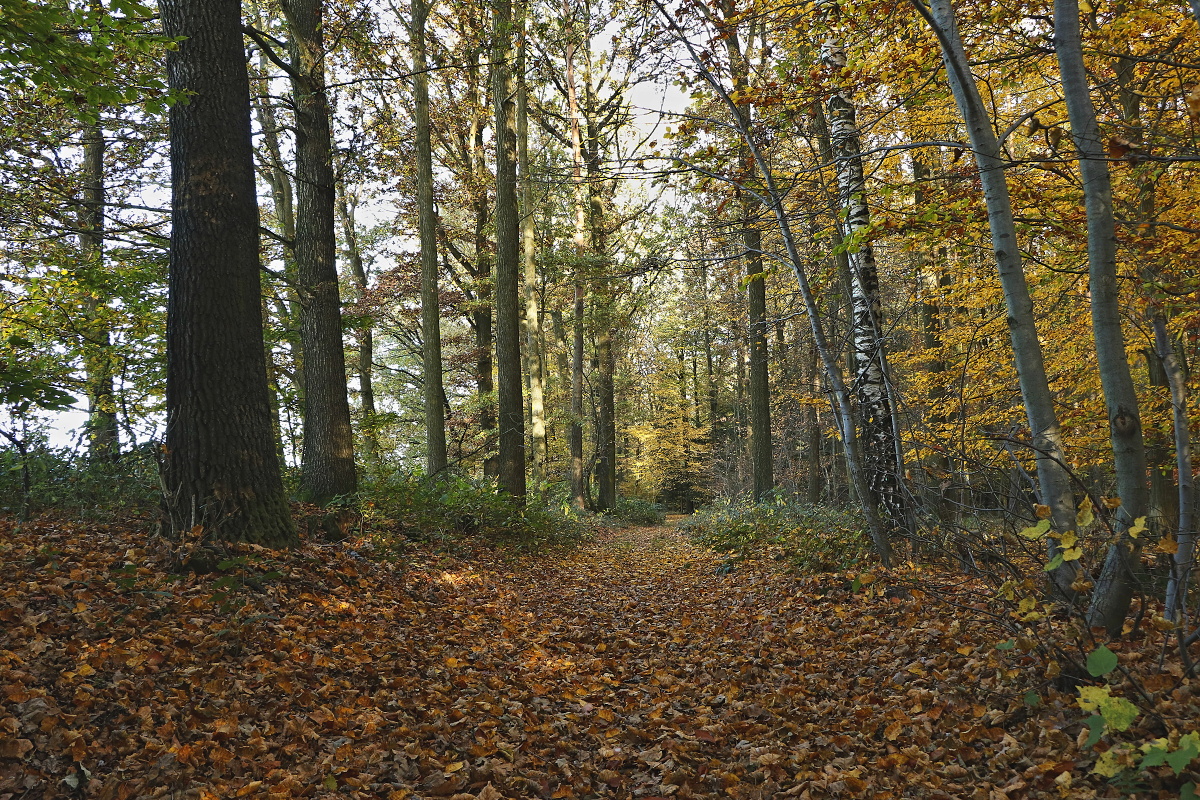 podzimní 1