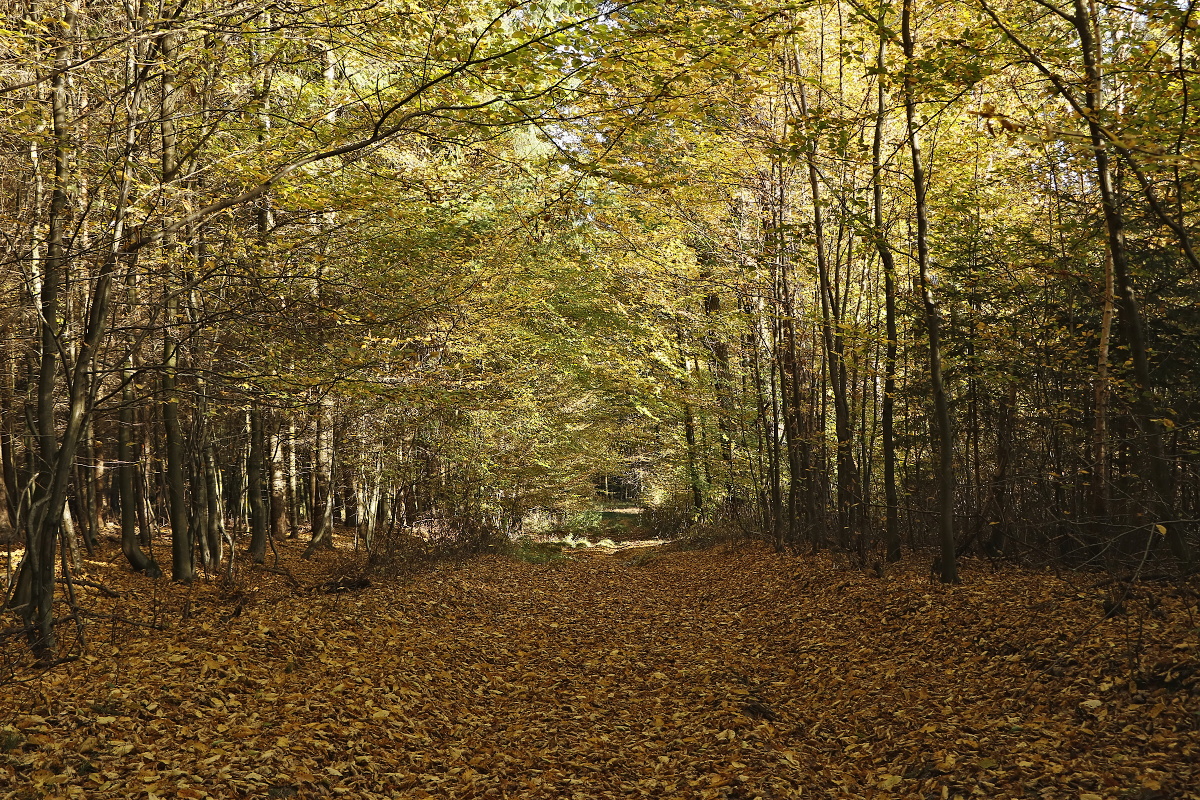 podzimní 1