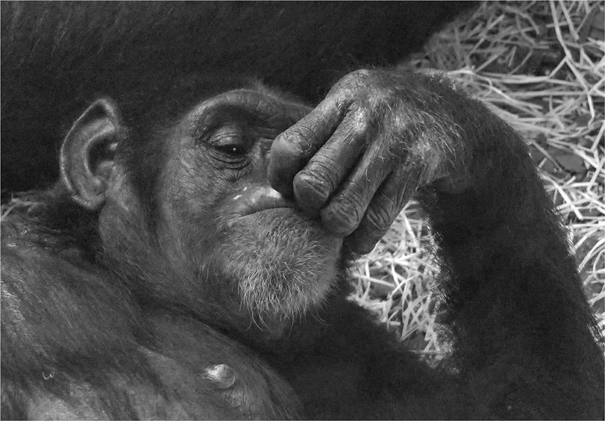 Šimpanzice #12