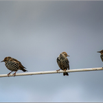 "Taky Ti je taková kosa?"