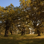 Gavurky - Panónsky dubový háj