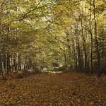 podzimní 1