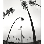 Býval zde krásný les !