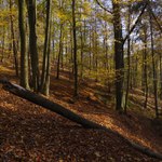 Údolí Krňanského potoka