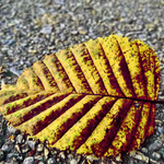 barvy podzimu podle R.A.