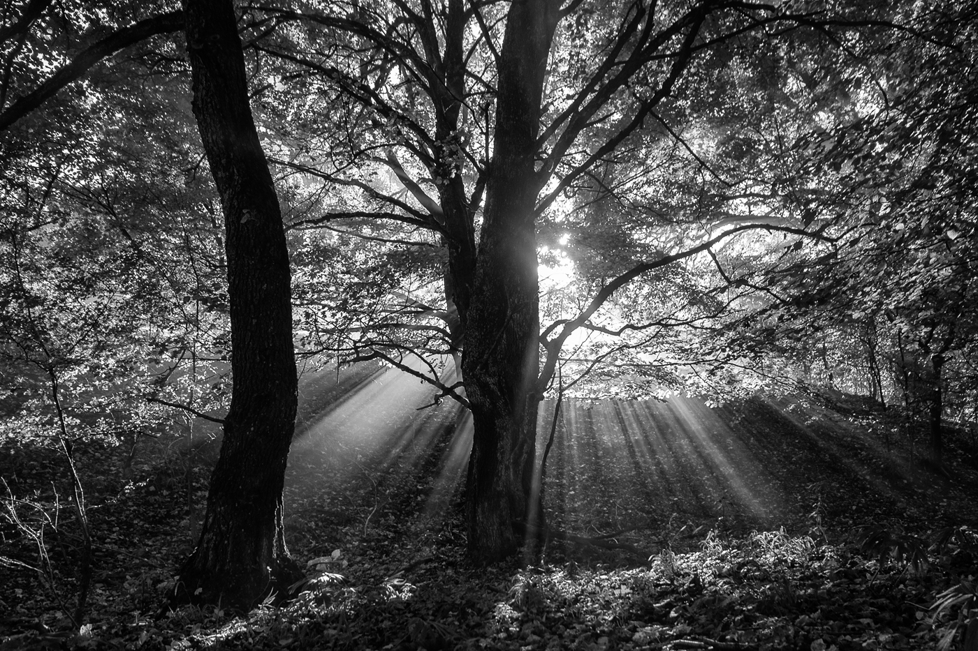 Tyndall Effect