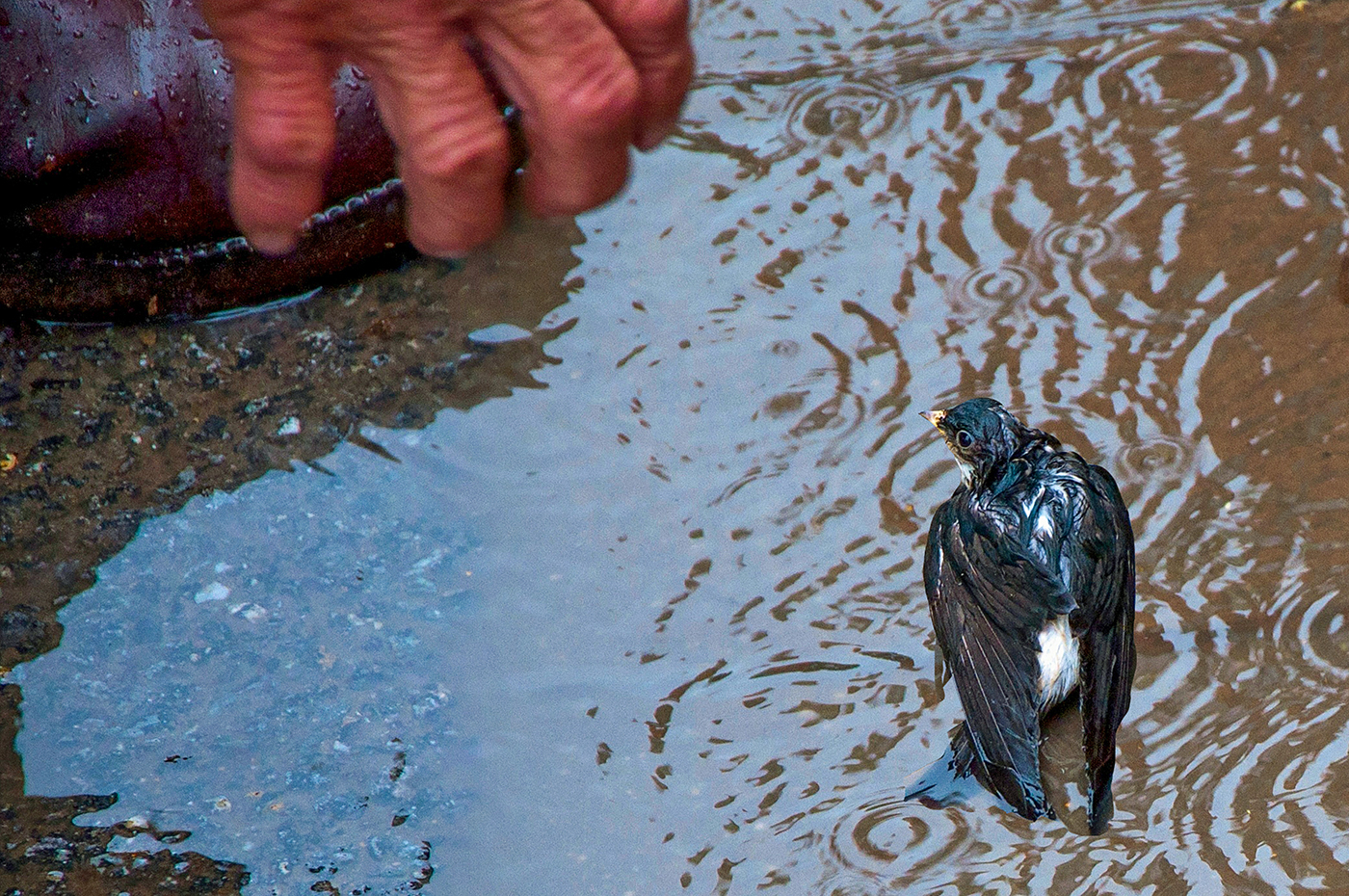 Zachránce