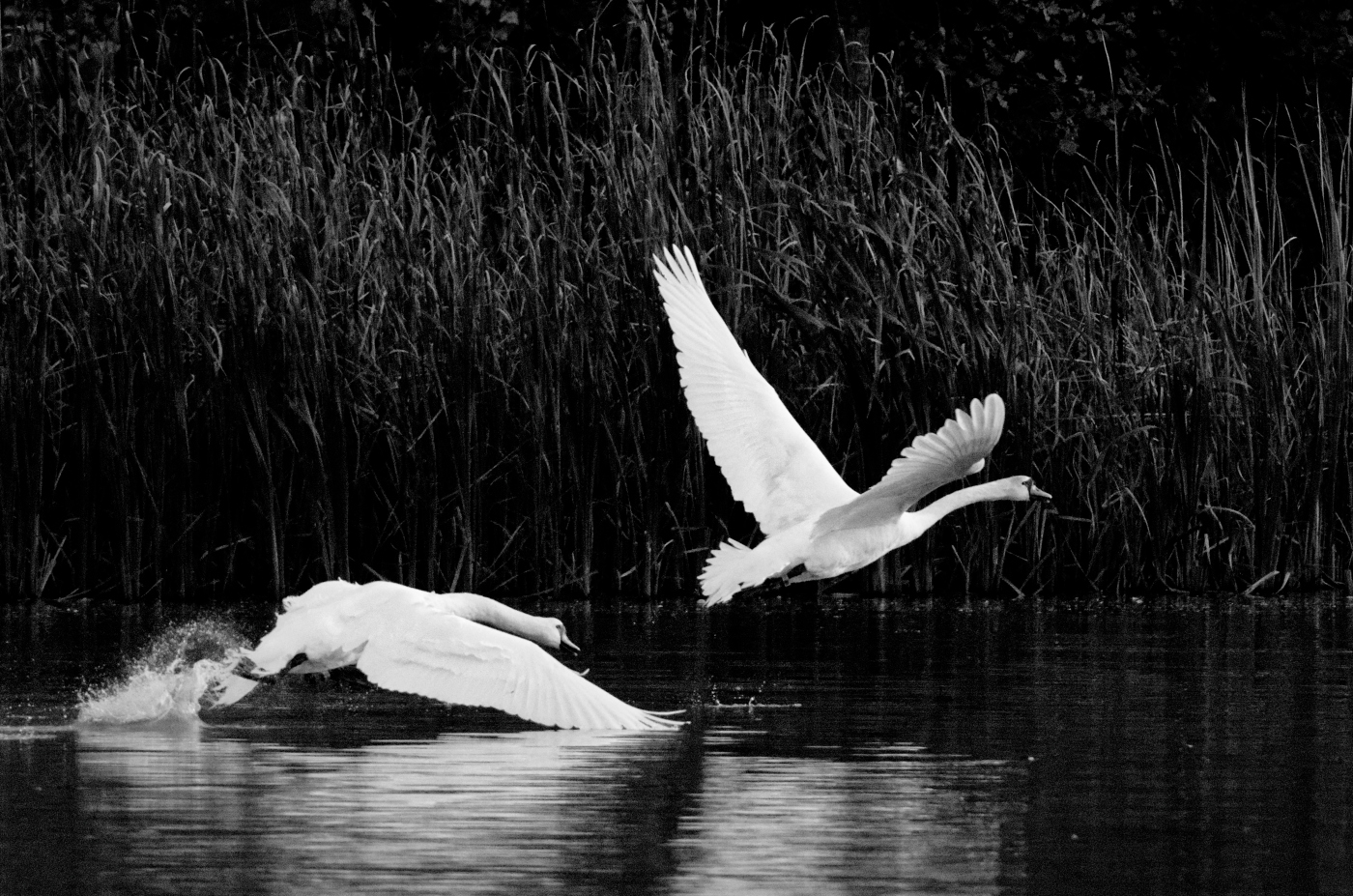 Vypadni z mýho rybníka!