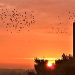 Ptačí start do nového dne