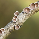houbové3