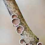 houbové4